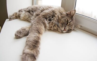 En finir avec la procrastination pour se sentir libre et heureux