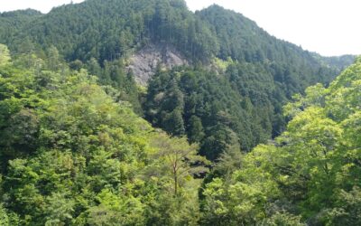 Shinrin yoku : les 10 bienfaits de la sylvothérapie